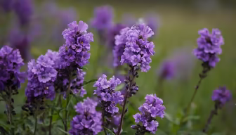 Purple Haze