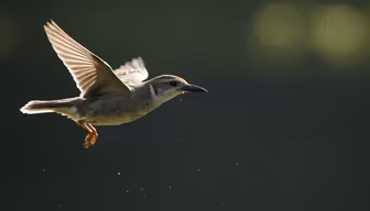 Soaring High