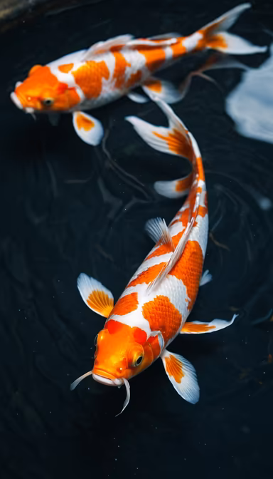 Koi Harmony Koi Harmony