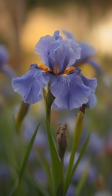 Iris in Bloom