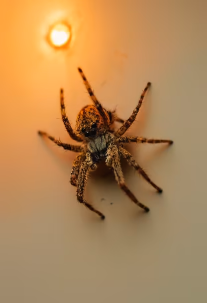 Tiny Intruder