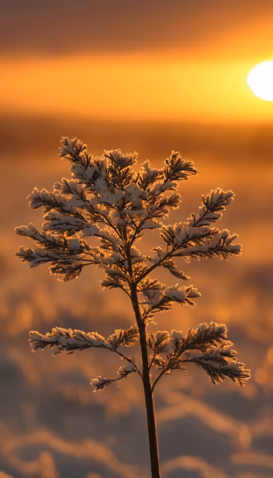 Winter's Touch Winter's Touch
