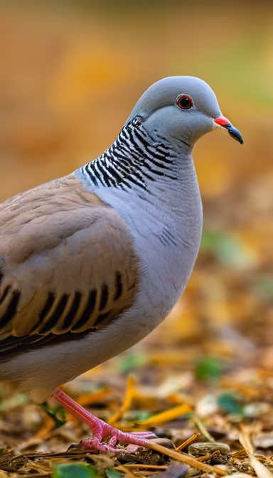Zebra Dove Zebra Dove