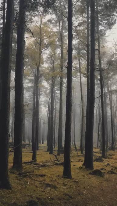 Misty Woods Misty Woods