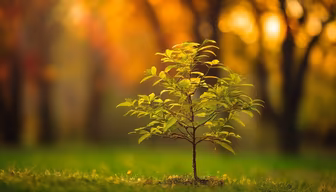 New Life