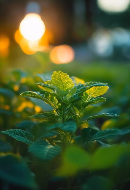 Green Serenity Green Serenity