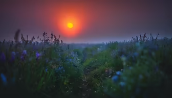 Sunset Meadow Sunset Meadow