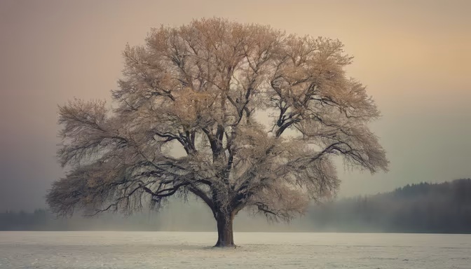 Winter's Embrace