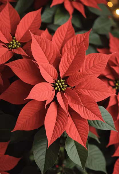 Poinsettia Season Poinsettia Season