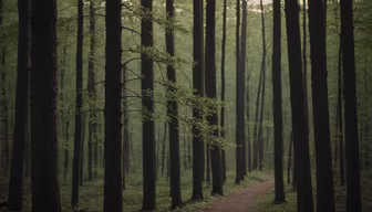 Forest Path Forest Path