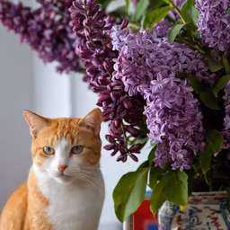 Lilac Season Lilac Season