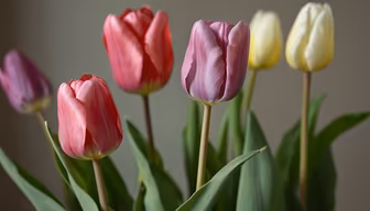 Tulip Bouquet