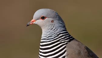 Elegant Dove Elegant Dove