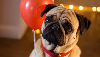 Celebration Pug Celebration Pug