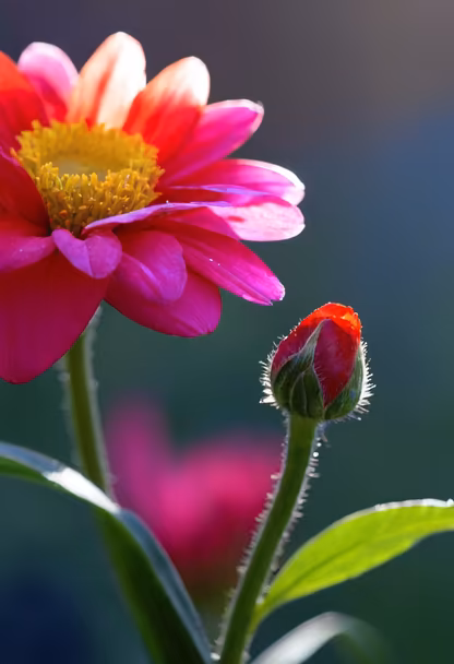 Floral Beauty Floral Beauty