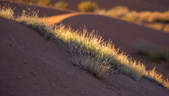 Desert Bloom
