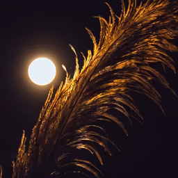 Moonlit Feather