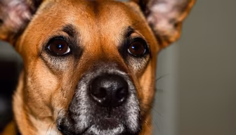 Puppy Eyes Puppy Eyes