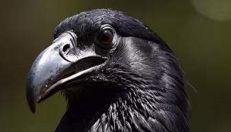 Raven's Gaze Raven's Gaze