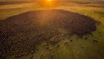 The Great Migration The Great Migration