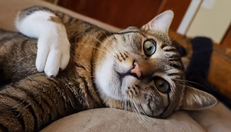 Relaxed Feline