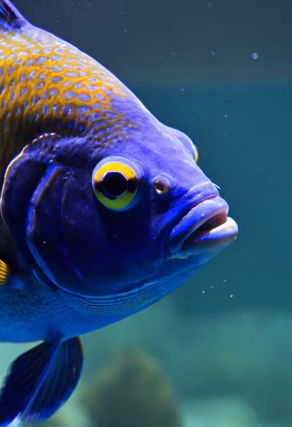 Deep Sea Beauty