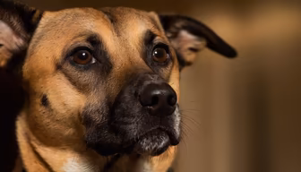 Focused Pup Focused Pup