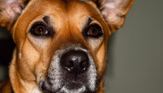 Canine Close-Up Canine Close-Up