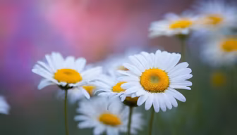 Daisy Dreams