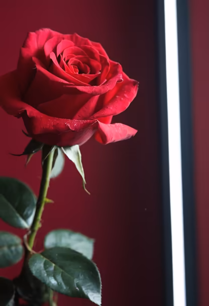 Crimson Bloom Crimson Bloom