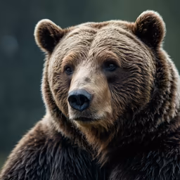 Majestic Grizzly Majestic Grizzly
