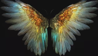 Wings of Wonder Wings of Wonder