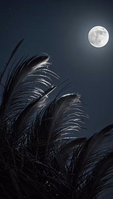 Moonlit Feathers Moonlit Feathers