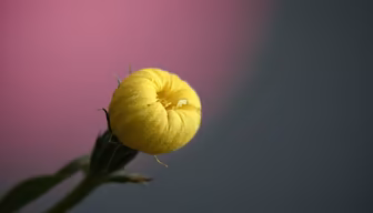 Unfolding Beauty Unfolding Beauty