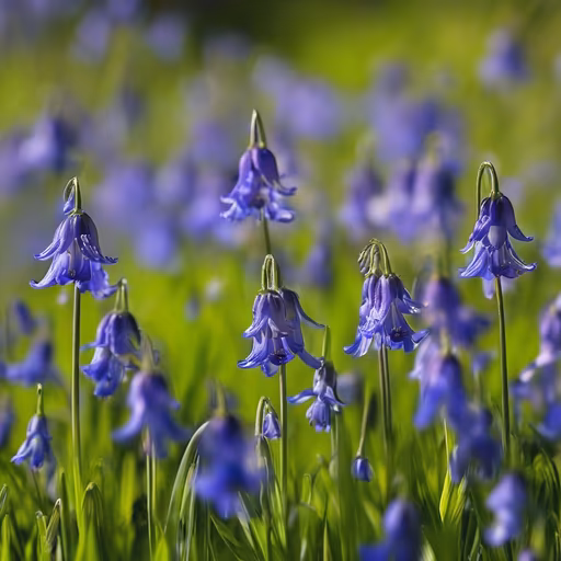 Bluebell Dreams