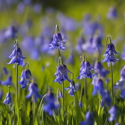 Bluebell Dreams