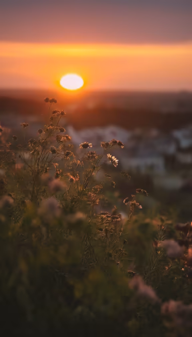 Golden Hour Meadow
