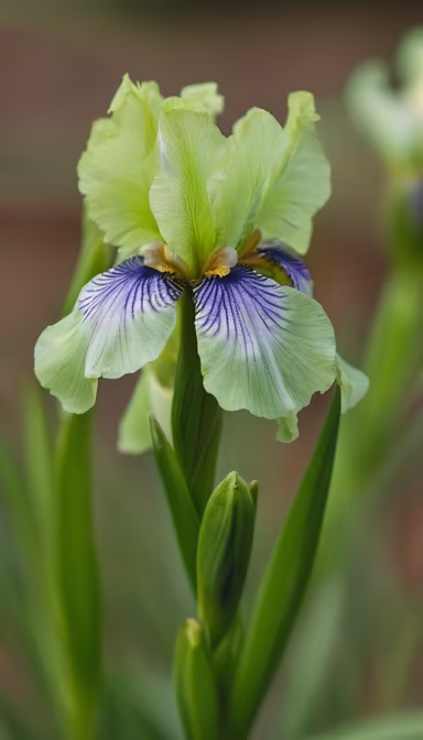 Lime Iris Lime Iris