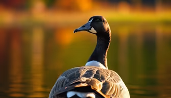 Golden Hour Goose Golden Hour Goose