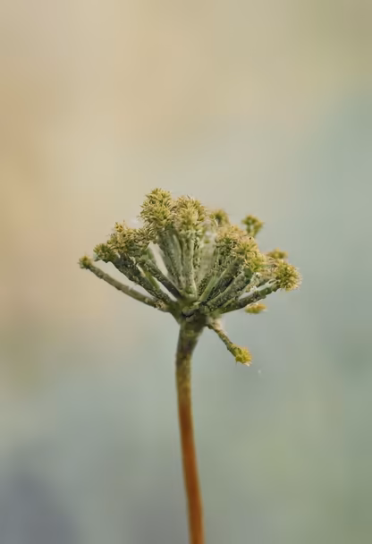 Delicate Bloom Delicate Bloom