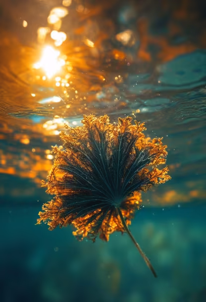 Underwater Bloom Underwater Bloom