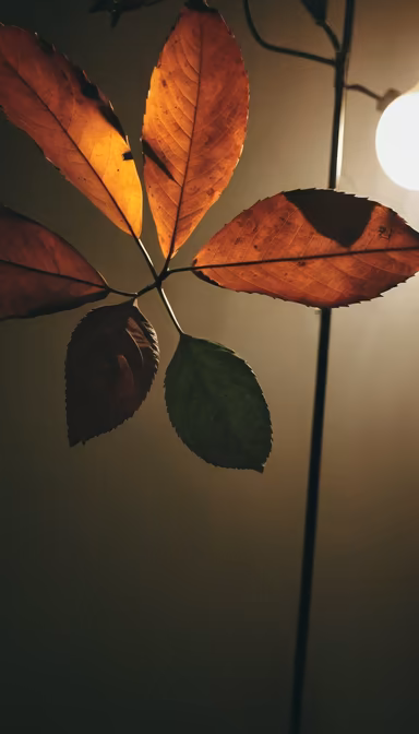 Autumn's Embrace Autumn's Embrace