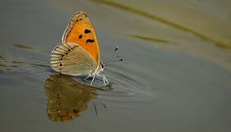 Butterfly's Delicate Dance Butterfly's Delicate Dance