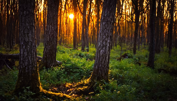 Forest Bathing