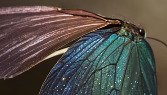Butterfly Wings Butterfly Wings