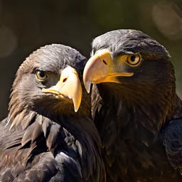 Eagle Pair Eagle Pair