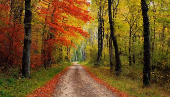 Autumn Path Autumn Path