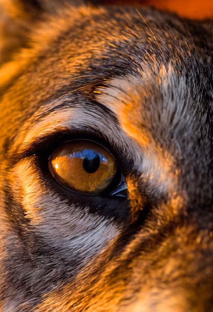 Soulful Gaze Soulful Gaze