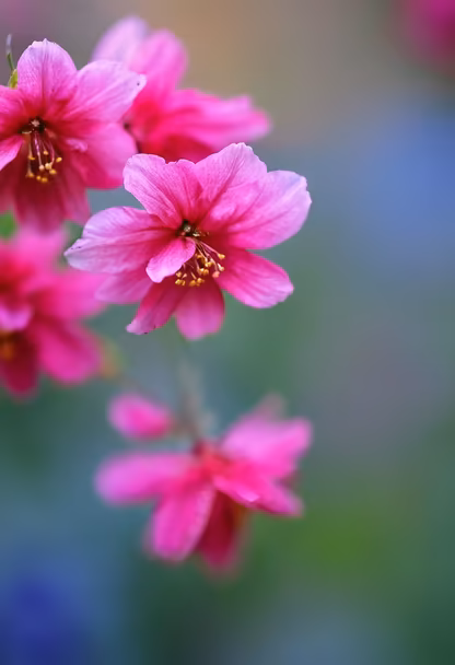 Pink Blossoms