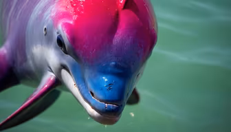 Pink River Dolphin Pink River Dolphin